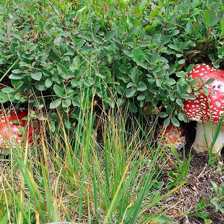 Le Balze Di Carisolo, Trilocale Con Giardino Διαμέρισμα Εξωτερικό φωτογραφία